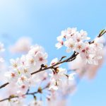 【 Matsuri（まつり） 】（神奈川）４月５日  清浄明潔🌸　四季折々を楽しみながら超感覚を磨く！　魂とつながる！　