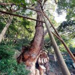 Matsuri（まつり）　火山大地と海と山　役行者に導かれた伊豆辺路 その２　樹齢千数百年！　懐の広い精霊宿す大楠！　　葛見神社・静岡