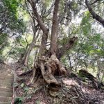 Matsuri（まつり）　関東有数の修験道霊場　八菅修験とは？　八菅山_八菅神社・神奈川