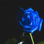 フォースとともにあれ! Blue Rose プレアデスの姉妹はみせる!