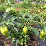 本物の野菜は虫が食べない理由　地球の守り人 中原 稔コラム　No.5