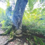 【祈り】まさかの九頭龍大神現れた!? 戸隠神社 奥社・長野